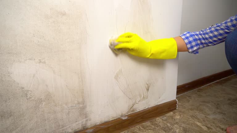 Best Water Damage & Mold Remediation  in Roscoe, IL