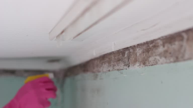 Best Residential Mold Inspection & Testing  in Roscoe, IL